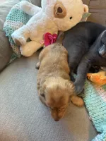Sebastian AKC long haired , a male Miniature Dachshund for sale in Melrose, MN – 5 of 10