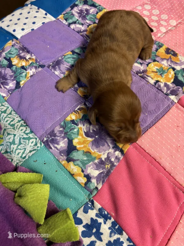 Bridget AKC long-haired dapple  – Miniature Dachshund puppy for sale in Melrose, MN