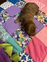 Bridget AKC long-haired dapple , a female Miniature Dachshund for sale in Melrose, MN – 1 of 4