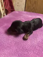 Patience AKC, a female Miniature Dachshund for sale in Melrose, MN – Photo 1 of 3