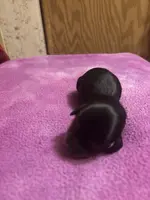 Patience AKC, a female Miniature Dachshund for sale in Melrose, MN – Photo 2 of 3