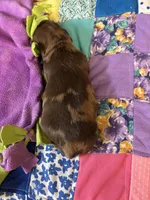 Bobby AKC long haired , a male Miniature Dachshund for sale in Melrose, MN – 3 of 5