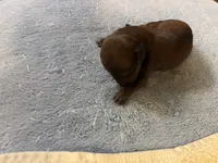 Pepper, a male Miniature Dachshund for sale in Melrose, MN – 4 of 5