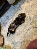 Poncho AKC, a male Miniature Dachshund for sale in Melrose, MN – 5 of 8
