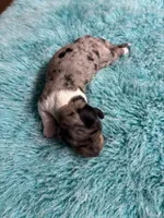 Peabody AKC long haired , a male Miniature Dachshund for sale in Melrose, MN – 7 of 9