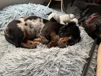 Hannah AKC long haired , a female Miniature Dachshund for sale in Melrose, MN – 4 of 5
