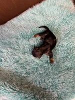 Portia AKC , a female Miniature Dachshund for sale in Melrose, MN – 10 of 10
