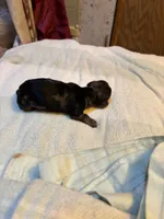 Portia AKC , a female Miniature Dachshund for sale in Melrose, MN – 5 of 5