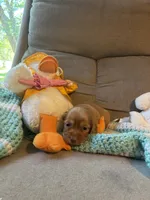 Bobby AKC long-haired, a male Miniature Dachshund for sale in Melrose, MN – 9 of 10