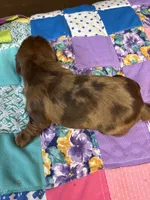 Gidget AKC long haired dapple , a female Miniature Dachshund for sale in Melrose, MN – 8 of 10