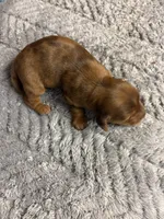 Benji AKC long haired , a male Miniature Dachshund for sale in Melrose, MN – 8 of 10