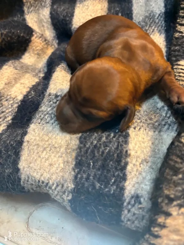 Sherry  – Miniature Dachshund puppy for sale in Melrose, MN