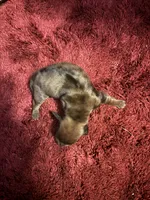 Penelope AKC, a female Miniature Dachshund for sale in Melrose, MN – 3 of 3