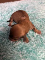 Moe AKC, a male Miniature Dachshund for sale in Melrose, MN – 5 of 5