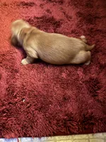 Pedro AKC long haired , a male Miniature Dachshund for sale in Melrose, MN – 7 of 10