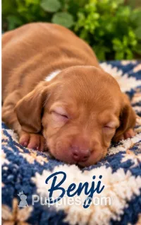 Benji AKC long haired  – Miniature Dachshund puppy for sale in Melrose, MN