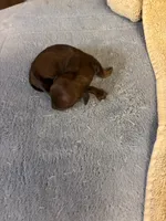 Pepper, a male Miniature Dachshund for sale in Melrose, MN – 2 of 5