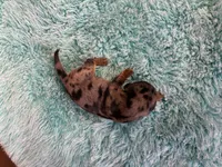 Peter AKC long haired , a male Miniature Dachshund for sale in Melrose, MN – 6 of 8