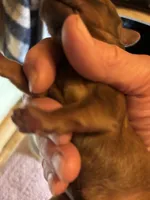 Charlie AKC, a male Miniature Dachshund for sale in Melrose, MN – 3 of 5