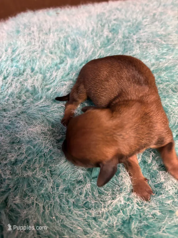 Curly – Miniature Dachshund puppy for sale in Melrose, MN