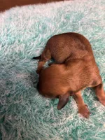 Curly, a male Miniature Dachshund for sale in Melrose, MN – 1 of 7