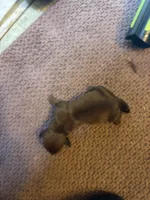 Skip , a male Miniature Dachshund for sale in Melrose, MN – 2 of 7