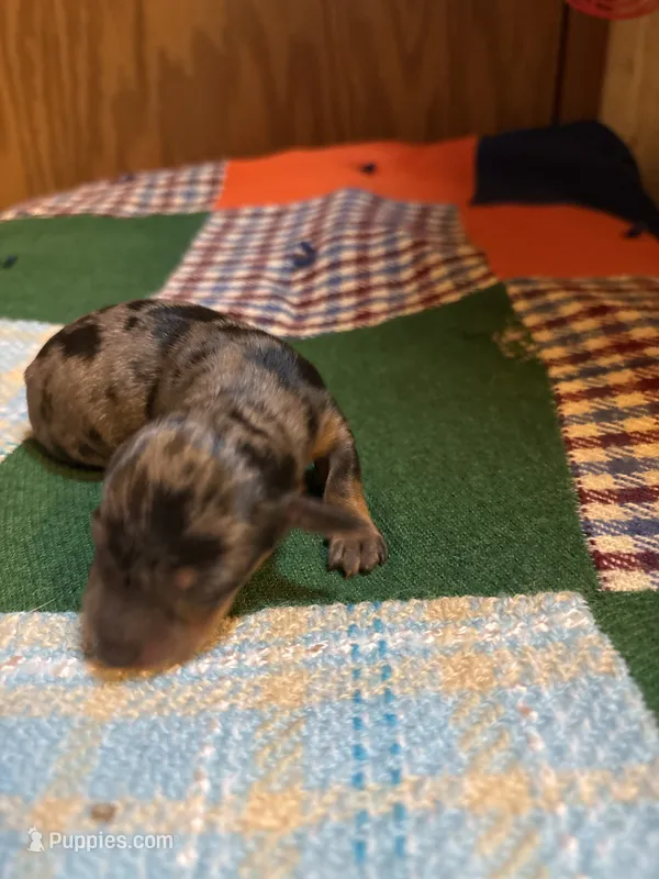 Billie AKC – Miniature Dachshund puppy for sale in Melrose, MN