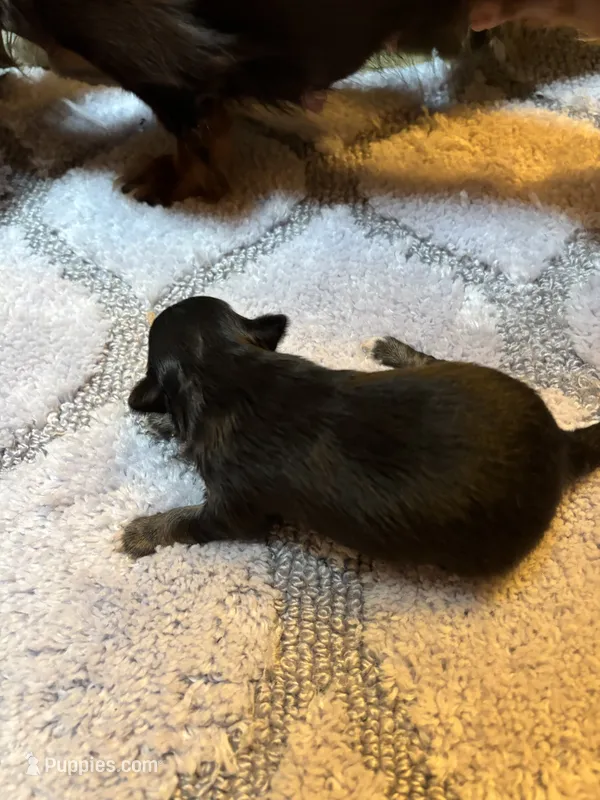 Chatty long haired  – Miniature Dachshund puppy for sale in Melrose, MN