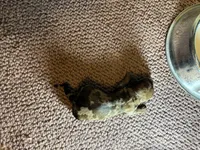 Parker AKC, a male Miniature Dachshund for sale in Melrose, MN – 2 of 3