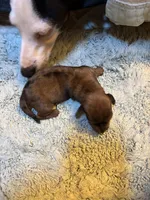 Penelope AKC long haired , a female Miniature Dachshund for sale in Melrose, MN – 7 of 10