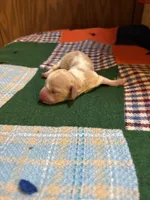 Finn AKC, a male Miniature Dachshund for sale in Melrose, MN – 3 of 6