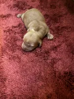 Pedro AKC long haired , a male Miniature Dachshund for sale in Melrose, MN – 10 of 10