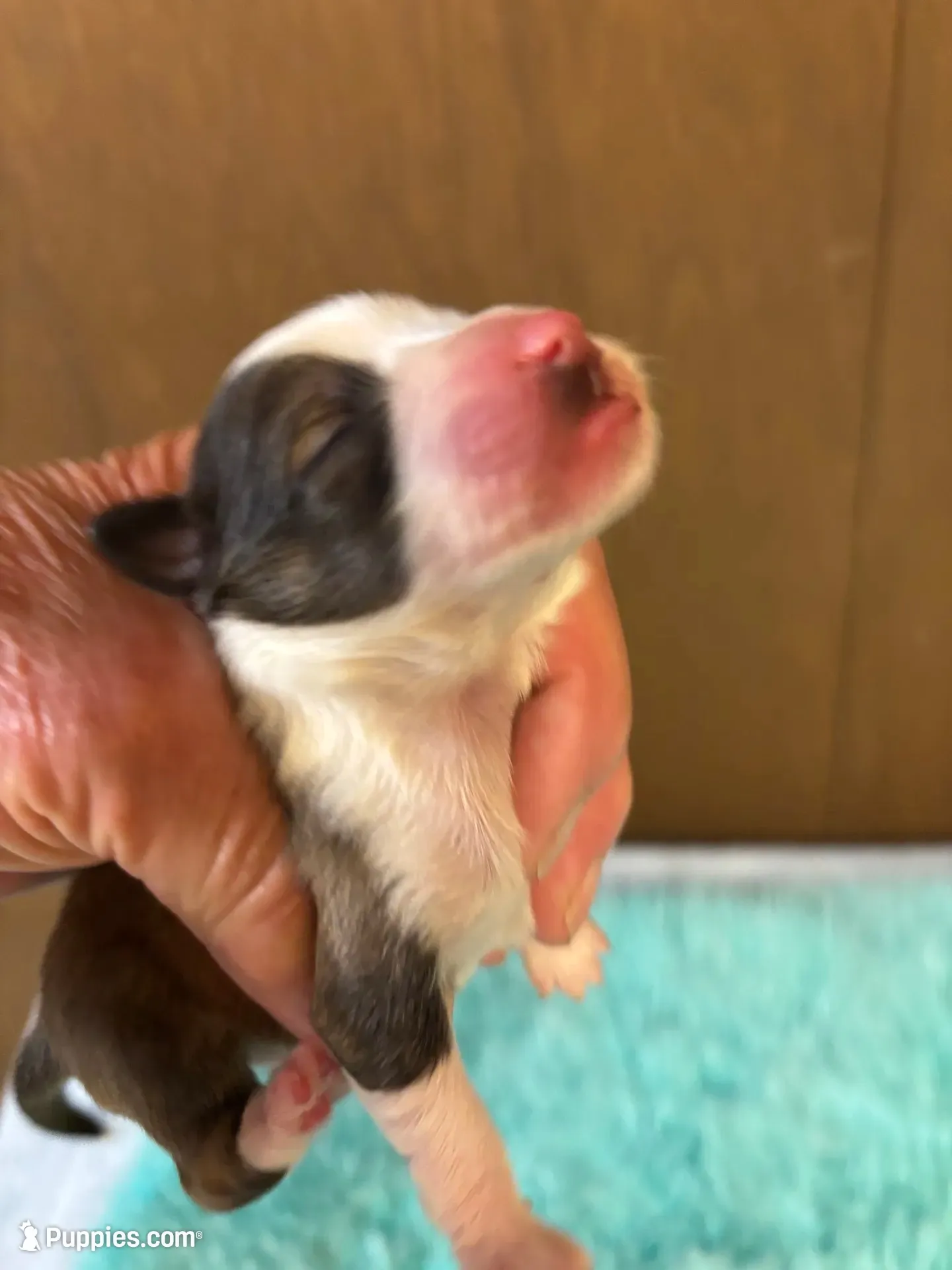 Calvin, a male Miniature Dachshund and Miniature American Shepherd for sale in Melrose, MN – 2 of 5