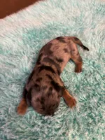 Peter AKC long haired , a male Miniature Dachshund for sale in Melrose, MN – 7 of 8