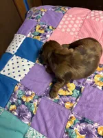 Gidget AKC long haired dapple , a female Miniature Dachshund for sale in Melrose, MN – 10 of 10
