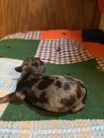 Billie AKC, a male Miniature Dachshund for sale in Melrose, MN – 2 of 2