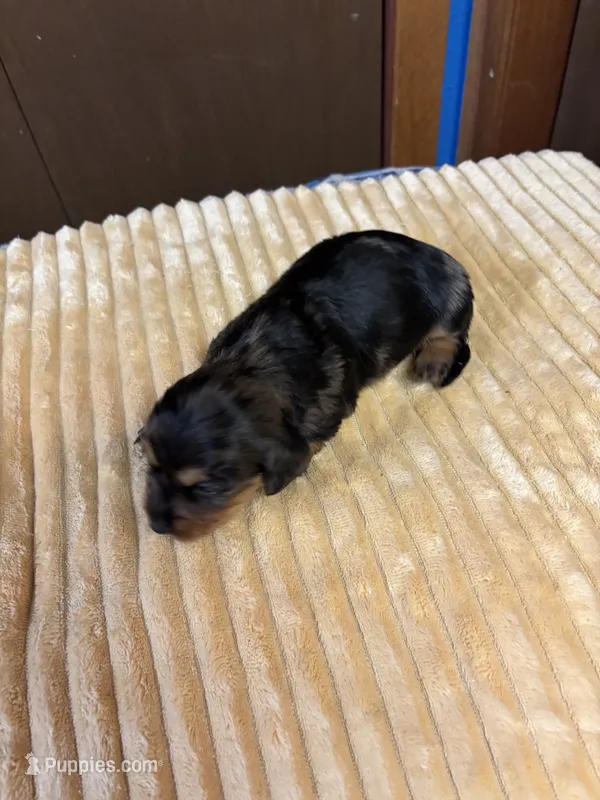 Patty AKC long haired  – Miniature Dachshund puppy for sale in Melrose, MN