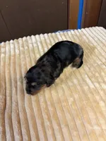 Patty AKC long haired , a female Miniature Dachshund for sale in Melrose, MN – 3 of 9