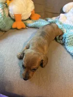 Moe AKC, a male Miniature Dachshund for sale in Melrose, MN – 7 of 10