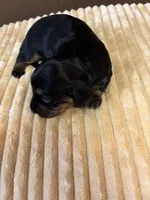 Patty AKC long haired , a female Miniature Dachshund for sale in Melrose, MN – 8 of 9