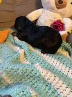 Paisley AKC long haired , a female Miniature Dachshund for sale in Melrose, MN – 7 of 10