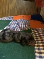 Cody AKC, a male Miniature Dachshund for sale in Melrose, MN – 5 of 6