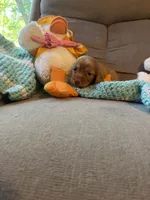 Bobby AKC long-haired, a male Miniature Dachshund for sale in Melrose, MN – 6 of 10