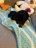 Paisley AKC long haired , a female Miniature Dachshund for sale in Melrose, MN – 5 of 10