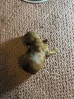 Charlie AKC, a male Miniature Dachshund for sale in Melrose, MN – 5 of 5