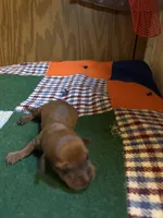 Shorty AKC, a male Miniature Dachshund for sale in Melrose, MN – 4 of 5