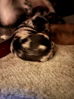 Hannah AKC long haired , a female Miniature Dachshund for sale in Melrose, MN – 2 of 5