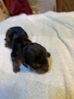 Portia AKC , a female Miniature Dachshund for sale in Melrose, MN – 3 of 5