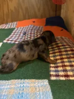 Cody AKC, a male Miniature Dachshund for sale in Melrose, MN – 4 of 6