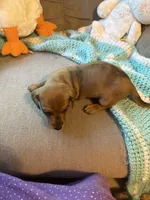 Moe AKC, a male Miniature Dachshund for sale in Melrose, MN – 6 of 10